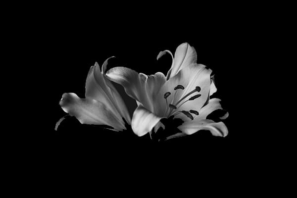 Blume, als Zeichen für die Fruchtbarkeitsgöttin Persephone